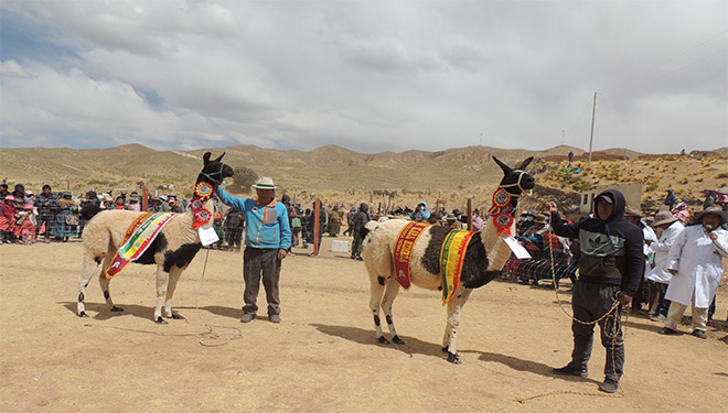 Implementación de un Centro Integral de Mejoramiento Genético de camélidos (Llamas) e innovación productiva, bajo un plan de gobernanza ambiental con familias productoras de 4 comunidades y comunidad educativa de Sombrapata, municipio San Andrés de Machaca, La Paz – Bolivia