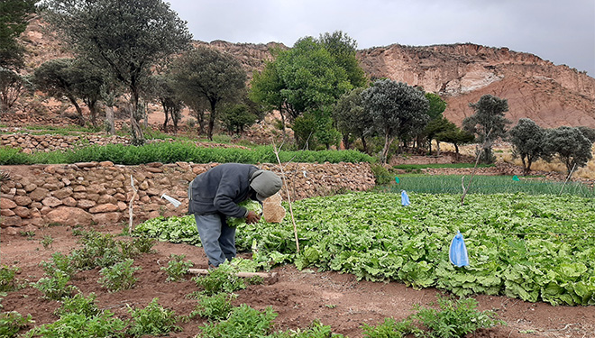 Sistemas agroalimentarios y medios de vida adaptados al cambio climático con justicia de género en el municipio de San Pedro de Totora y con incidencia en la Nación Jach’a Karangas, Oruro-Bolivia