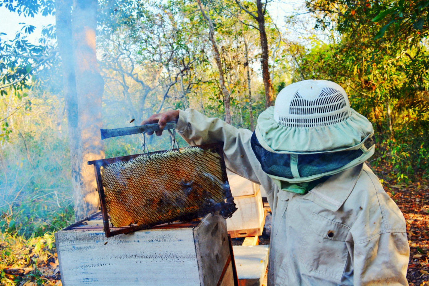 La miel de abeja es una alternativa productiva para los Baureños 