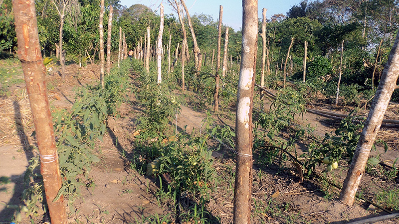 Comunidades de San Andrés implementan horticultura agroecológica para su seguridad alimentaria