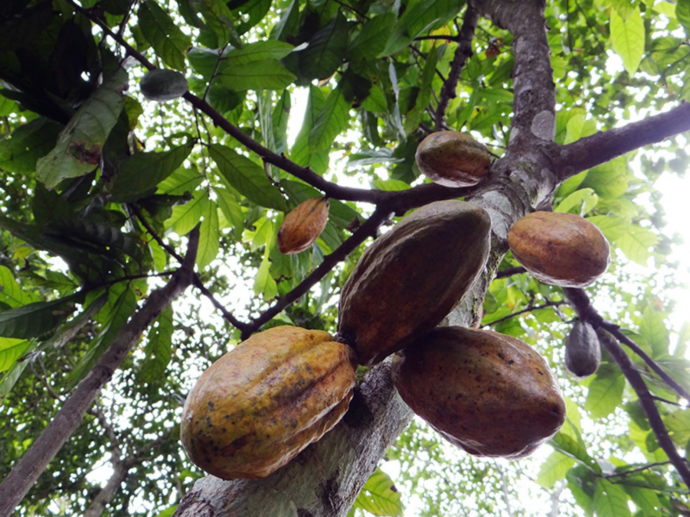 Bolivia nuevamente entre los 50 mejores granos de cacao del mundo