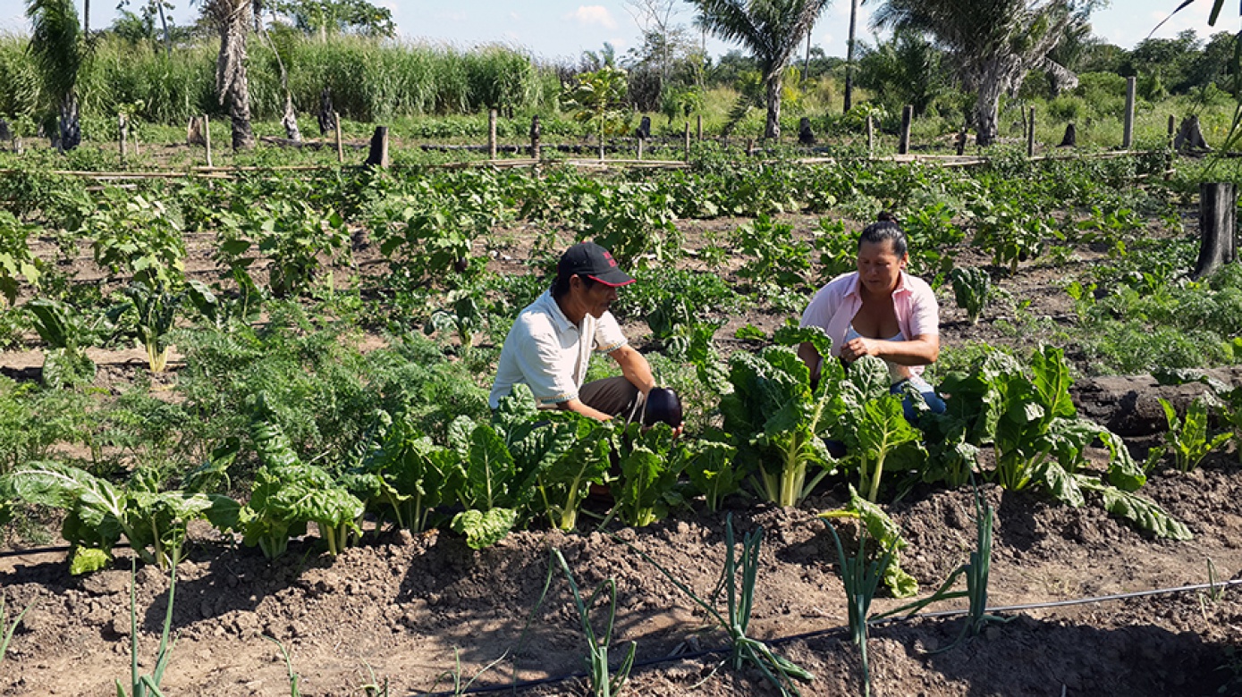 Familias rurales de Santa Cruz producen hortalizas ecológicas con riego tecnificado