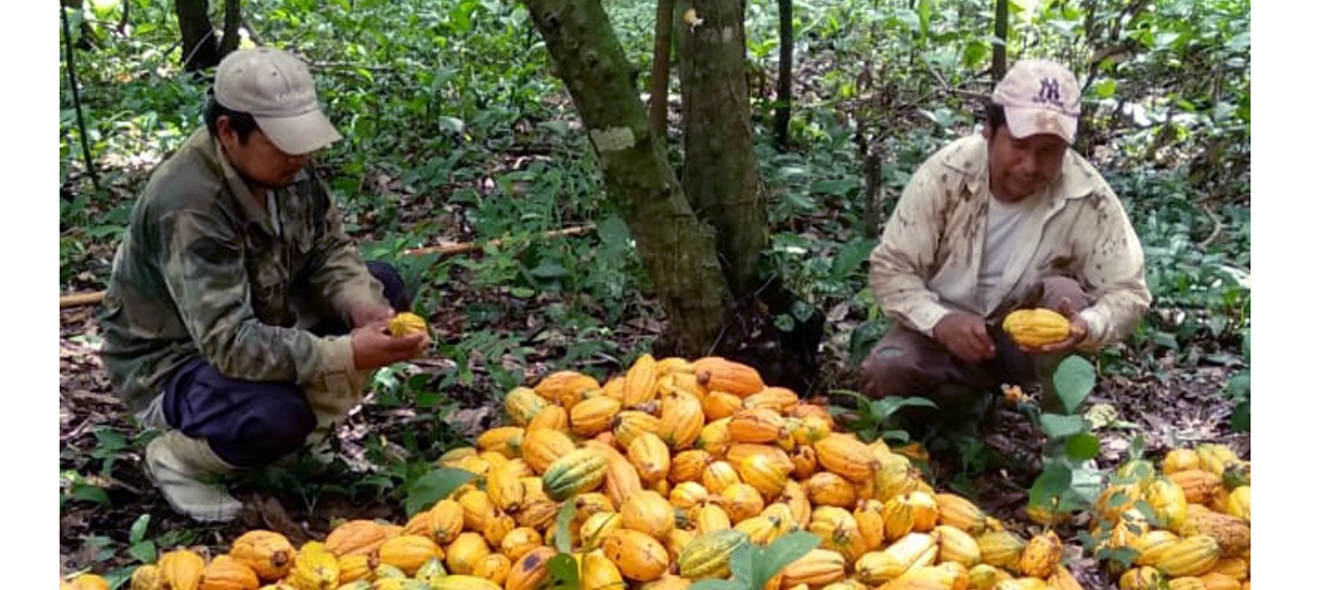 El Beni cuenta con una nueva Ley Departamental del Cacao Nativo Amazónico