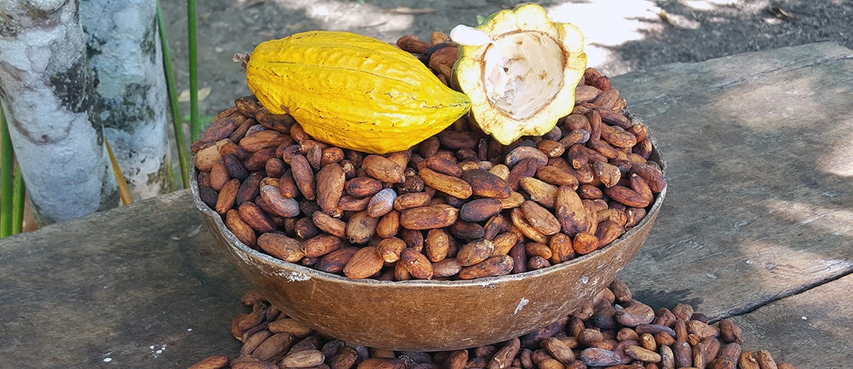 Cacao nativo amazónico del Beni es nominado entre las 50 mejores muestras en el Premio Internacional del Cacao en París 