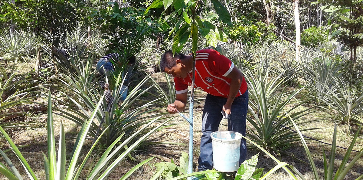 Jóvenes del norte amazónico utilizan la tecnología para mejorar la producción agroforestal
