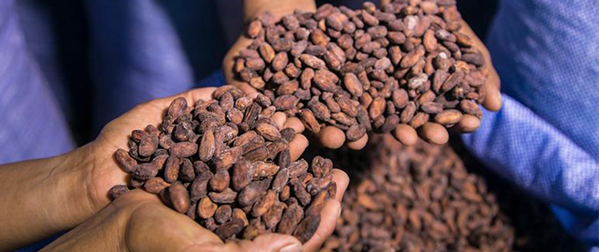 20 muestras de cacao y chocolate bolivianos compiten rumbo al "Cocoa Awards en París"