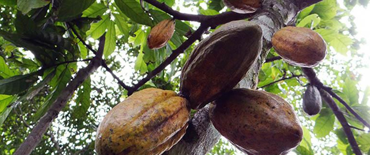 FAO concluye que Bolivia no aprovecha ni siquiera el 1% de su potencial de cacao