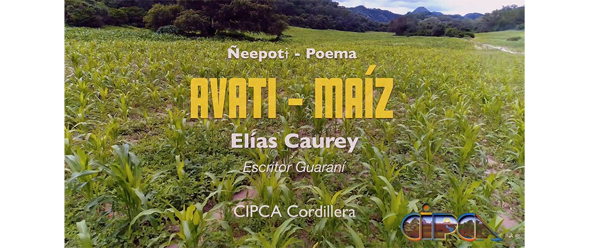 Video “Avati-Maíz” motiva a la protección del maíz