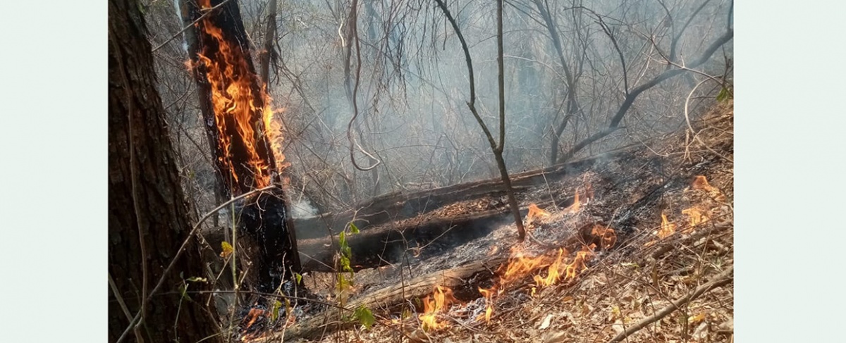 Municipio de Lagunillas declara situación de DESASTRE ante incendios