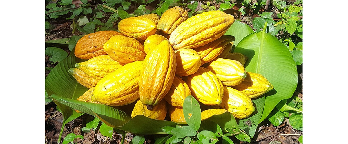 Jornada Científica del Cacao Nativo Amazónico 2020 se realizará el próximo 04 de diciembre