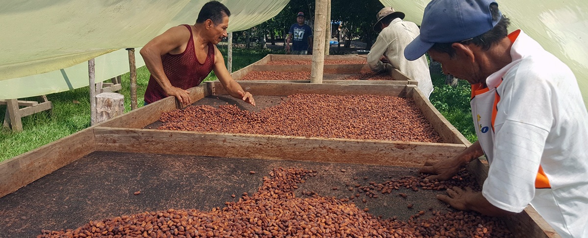 El cacao nativo amazónico goza de reconocimiento internacional por su calidad