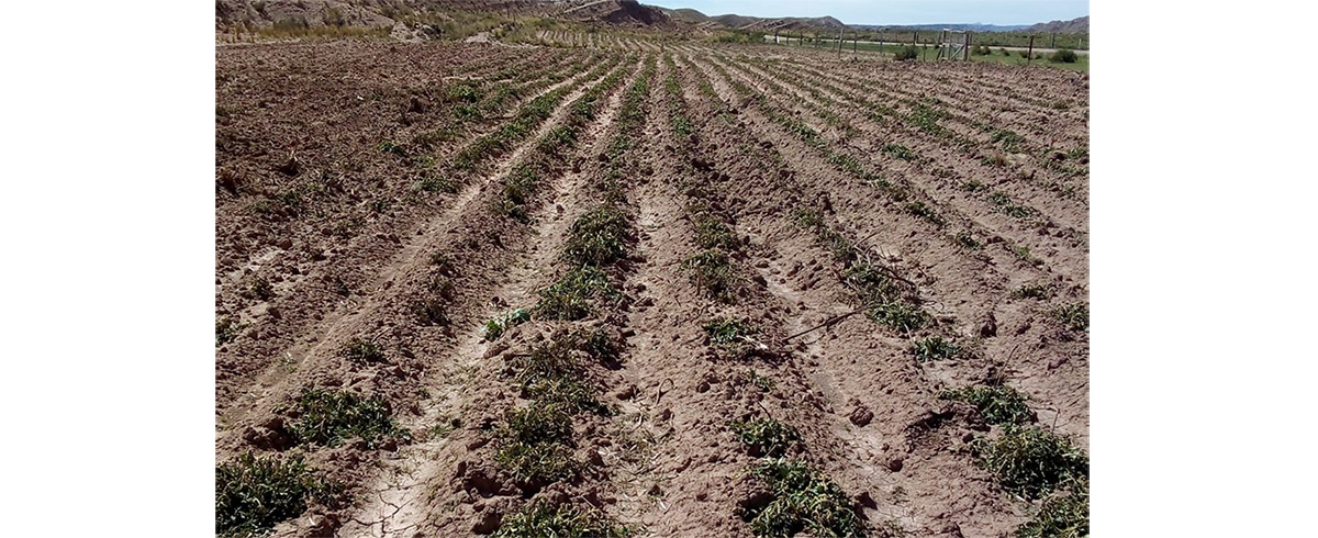 La Niña es imprevisible: heladas afectan a la producción de los cultivos agrícolas en el altiplano