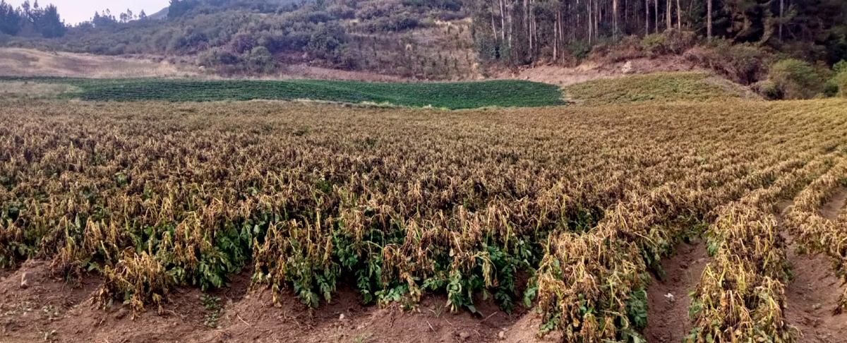 Heladas afectan nuevamente la producción de cultivos en Pojo Cochabamba