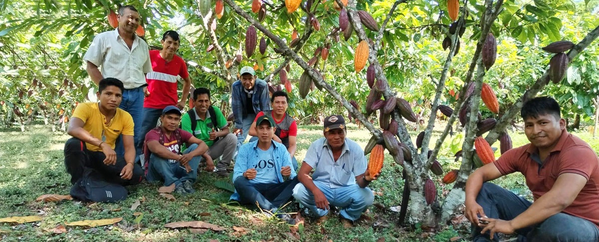 Promotores agroecológicos de la Amazonía sur se especializan en criterios de renovación de plantaciones de cacao nativo amazónico
