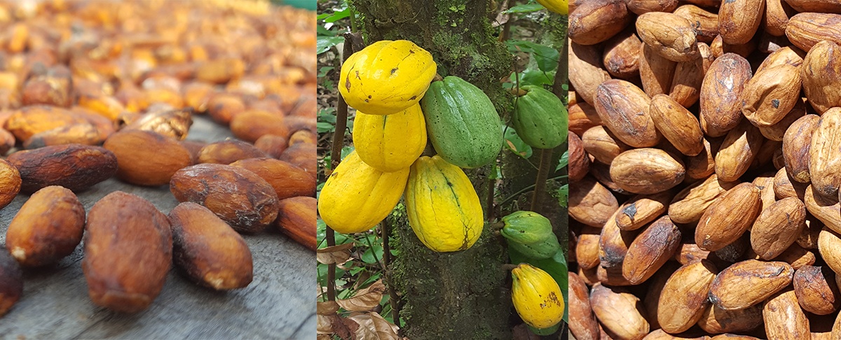 Investigación de CIPCA muestra la diversidad genética promisoria del cacao nativo amazónico silvestre y cultivado en la Amazonía boliviana