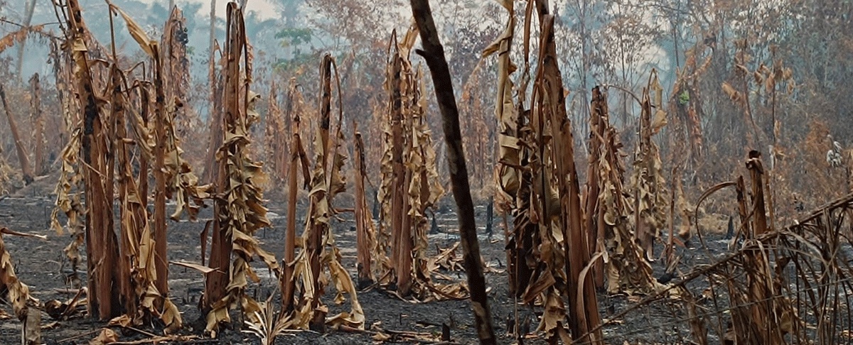 Territorios indígenas en Beni afectados gravemente por los incendios