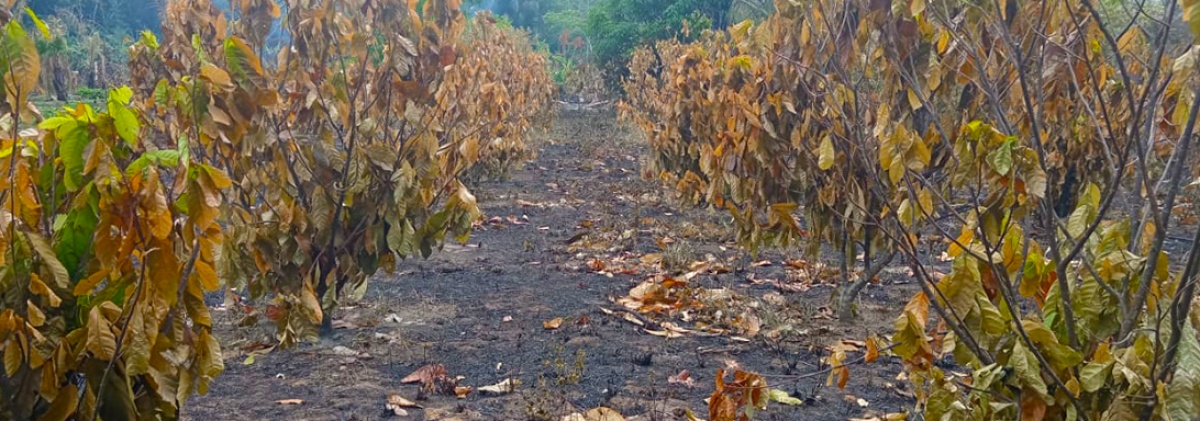 Asociación de departamental de cacao se pronuncia ante los efectos de la sequía e incendios ocurridos en el Beni