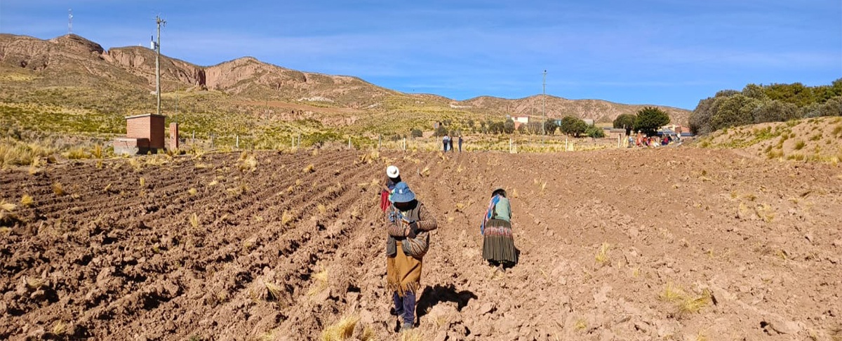 Conservación de papa nativa: productores de San Pedro de Totora establecen parcelas in situ para enfrentar el cambio climático