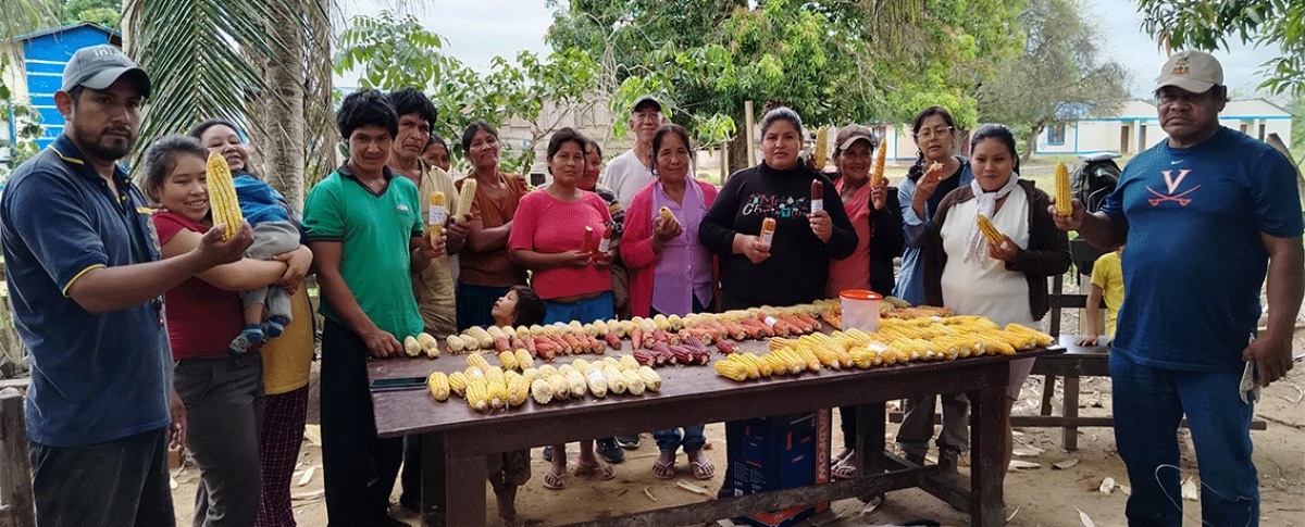 Territorios de San Ignacio de Moxos y del GIA TIM fortalecen la diversidad genética del maíz mediante la selección participativa