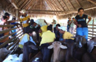 Productores Agroforestales de la Amazonía Norte y Sur intercambian experiencias