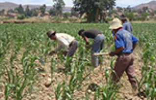 Se amplía por una semana Censo Agropecuario en Santa Cruz, Beni, Cochabamba y Tarija 