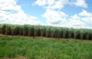Zafreros de Santa Cruz inician negociación de sus demandas para la zafra 2013
