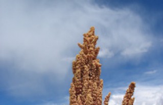 El grano de oro pone en alerta a productores y productoras del Altiplano Sur
