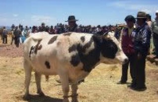 Ancoraimes ejecuta por cuarto año consecutivo su política municipal de sanidad animal 