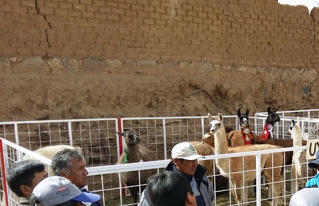 En Villazón se realizó la tercera Feria Departamental de Camélidos 