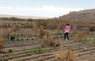 CIPCA implementa sistemas de riego por goteo para optimizar uso del agua en Altiplano Sur