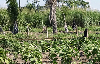 Familias rurales de Santa Cruz producen hortalizas ecológicas con riego tecnificado