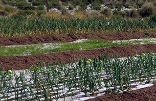  En San Pedro de Totora una intensa granizada afecta los cultivos de hortalizas