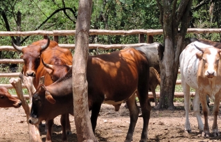 Macharetí fue declarado municipio Productor de carne y miel ecológicas, libre de transgénicos