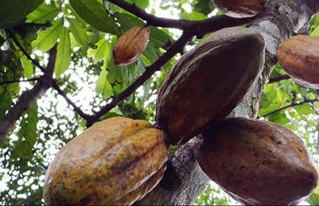 FAO concluye que Bolivia no aprovecha ni siquiera el 1% de su potencial de cacao