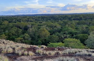 Presentan estudio para aportar al establecimiento de criterios eco sistémicos para la recuperación y el enriquecimiento del Bosque Seco Chiquitano
