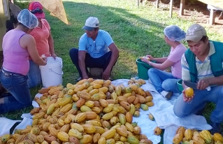 Plan de reactivación agropecuaria del MDRyT plantea recortar presupuesto al recientemente reformulado Programa Nacional del Cacao, entre otros