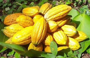 Jornada Científica del Cacao Nativo Amazónico 2020 se realizará el próximo 04 de diciembre