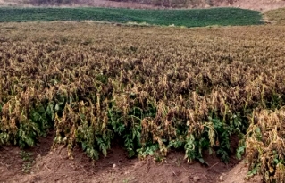 Heladas afectan nuevamente la producción de cultivos en Pojo Cochabamba