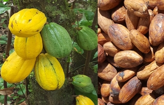 Investigación de CIPCA muestra la diversidad genética promisoria del cacao nativo amazónico silvestre y cultivado en la Amazonía boliviana