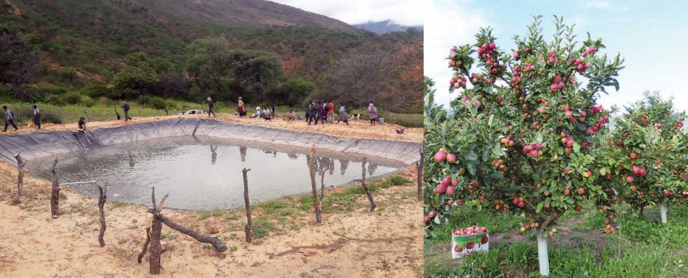 Manzanas y verduras con riego, el potencial productivo de Pojo
