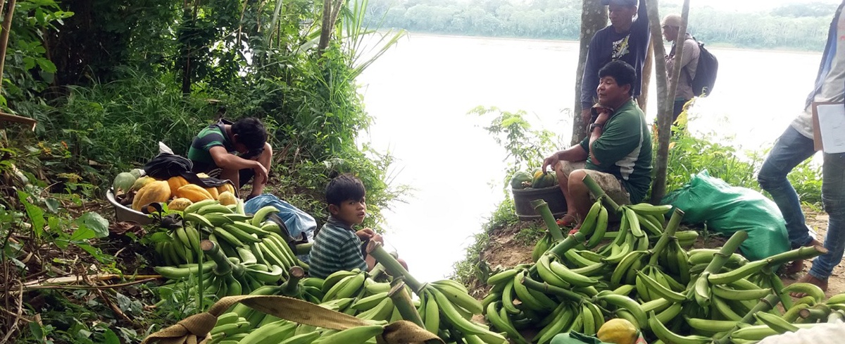 La producción campesino indígena: soporte alimentario y de salud integral en tiempos de coronavirus