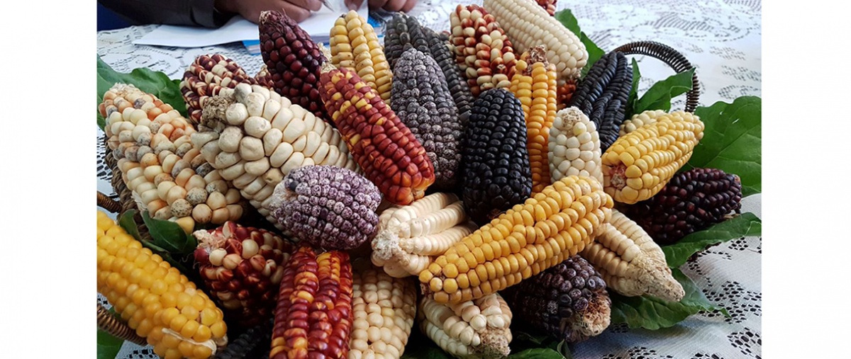 Bioseguridad para el maíz, no perdamos nuestra riqueza genética