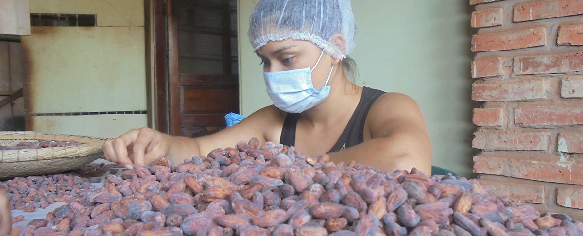 Datos científicos sustentan de éxito del cacao amazónico boliviano premiado internacionalmente.