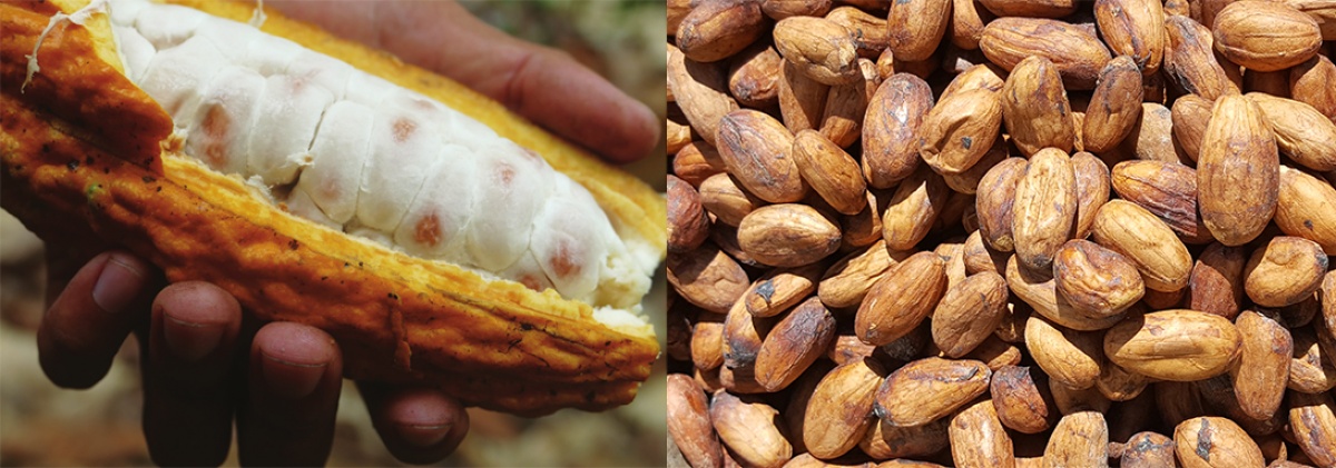Jardines clonales de cacao nativo amazónico en Beni: avances y desafíos