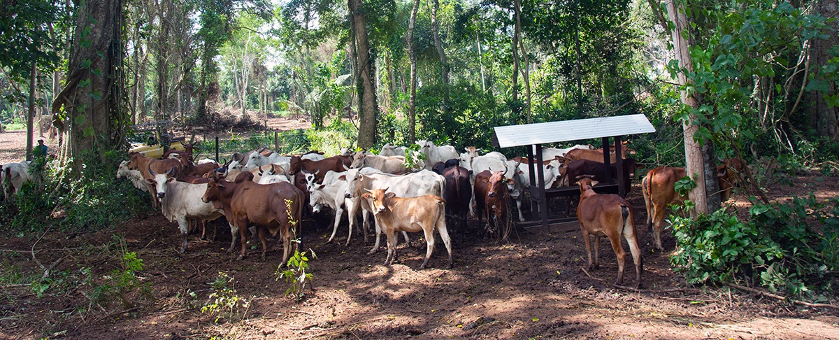El contexto de la ganadería de carne bovina en Bolivia