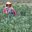 Buena producción de cultivos gracias a las lluvias en el Altiplano
