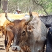 Guaraníes de Macharetí: Los guardianes fronterizos que impulsan una ganadería comunitaria