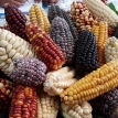 Bioseguridad para el maíz, no perdamos nuestra riqueza genética