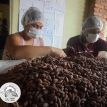 Rumbo a la cata final en Francia: Cacao de AJORA logra posicionarse entre los 50 mejores del mundo en la Edición 2021 del Cocoa of Excelllence.