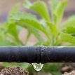 Agua: un recurso determinante para la seguridad alimentaria